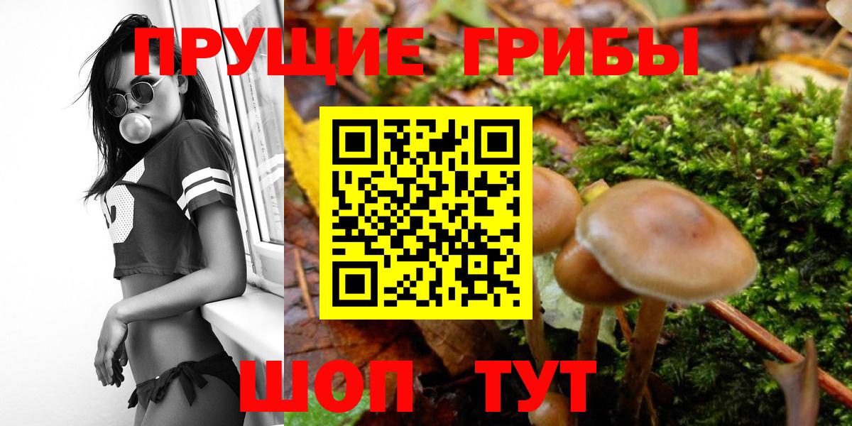Псилоцибиновые грибы Cubensis  Галлюциногенные грибы Psilocybe  Великие Луки  Вход с VPN 
